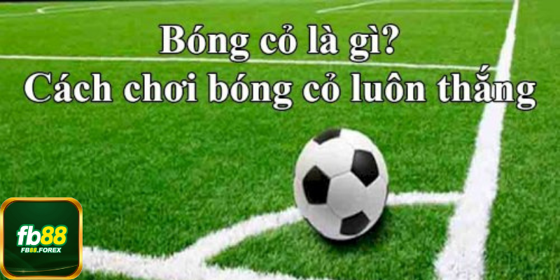 Tìm hiểu về Bóng cỏ là gì?